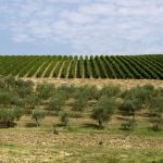 Maternigo Olive tree