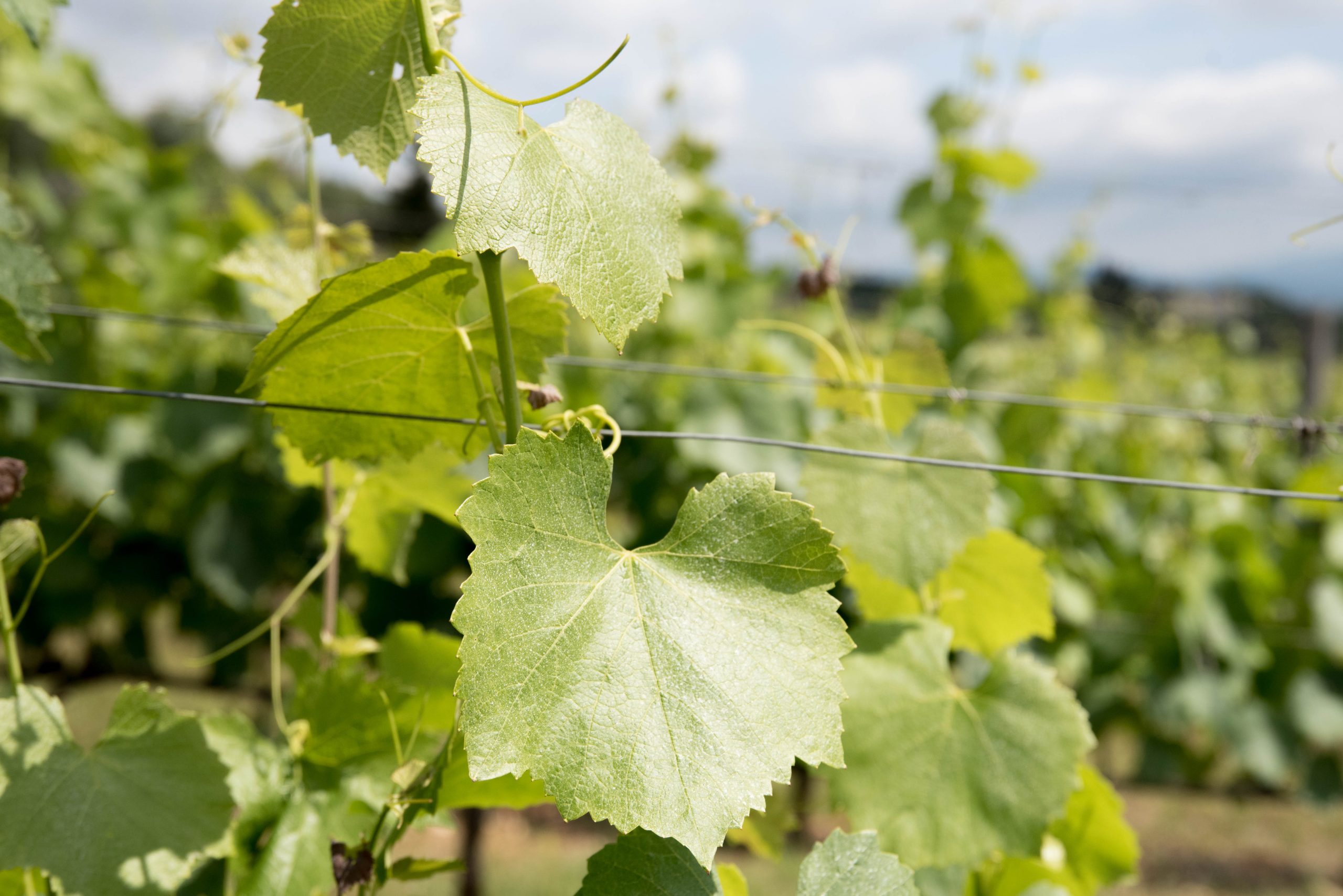 vignaiolo filosofo