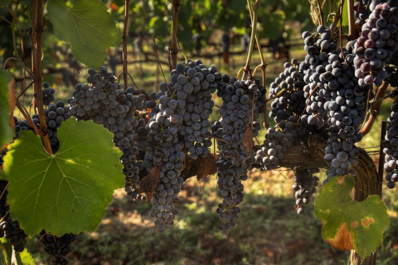 vignaiolo filosofo