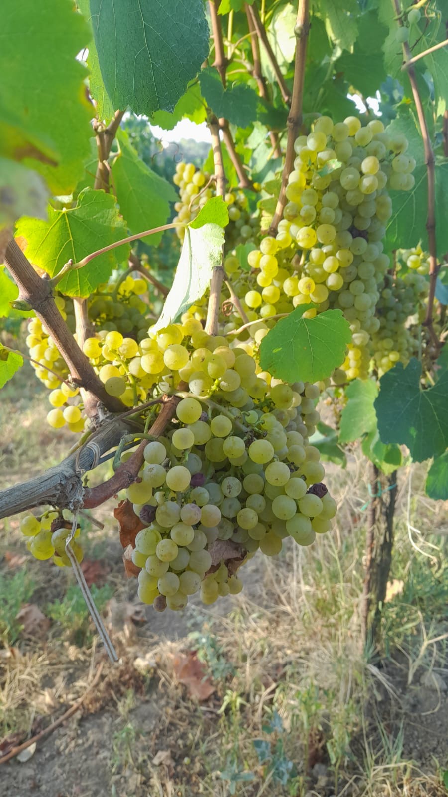 La Riballina