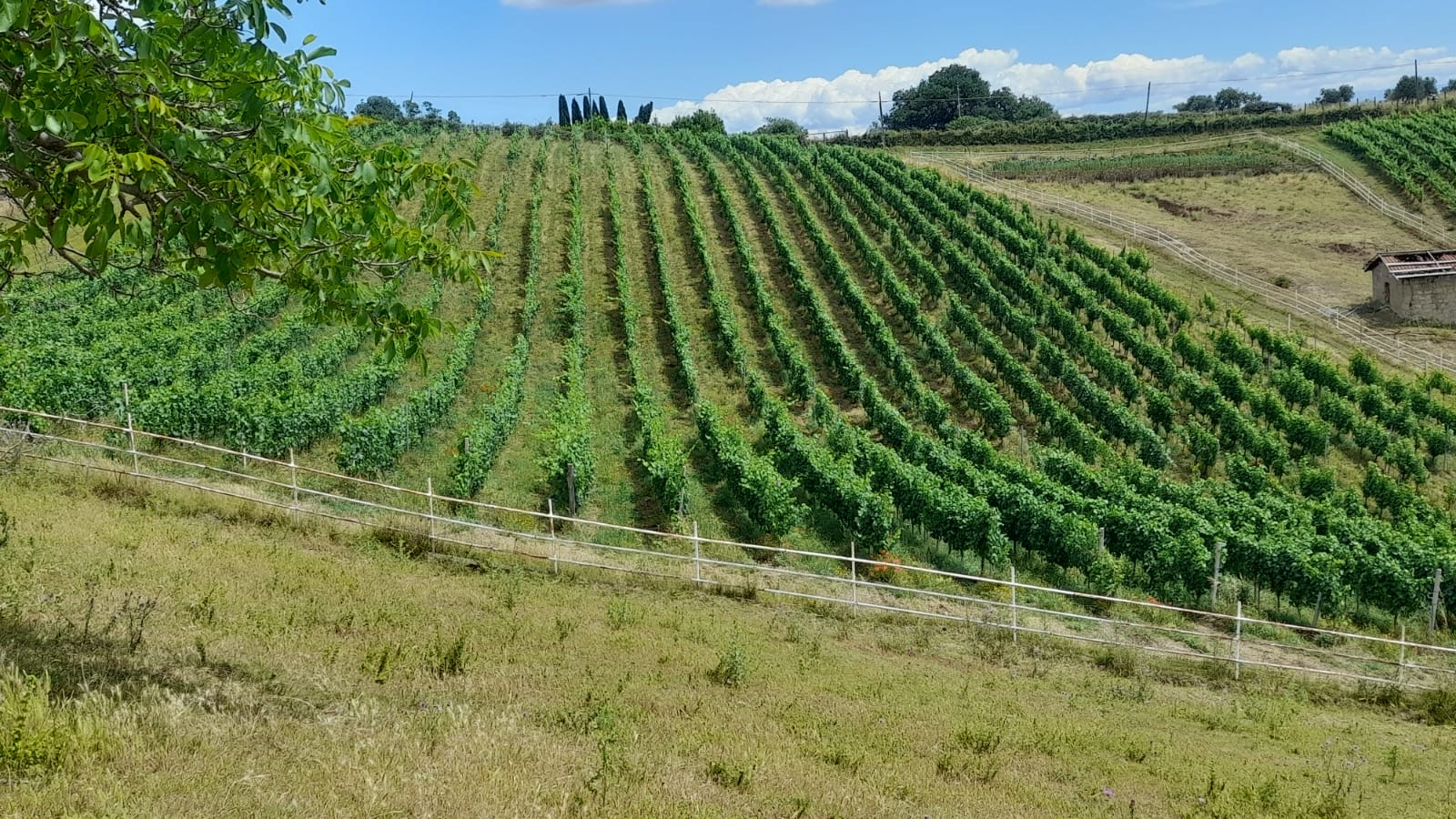 la riballina
