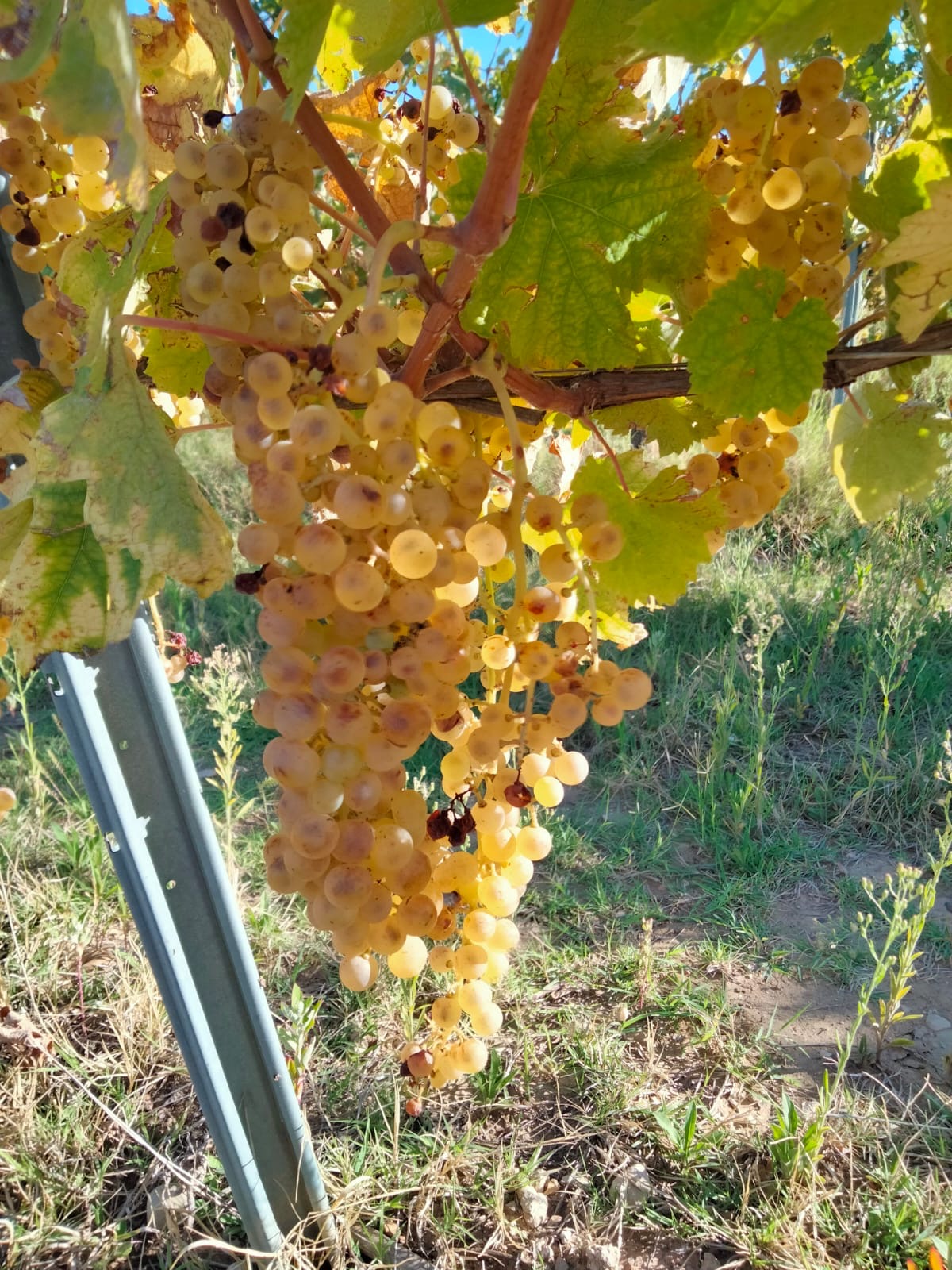 Moscato