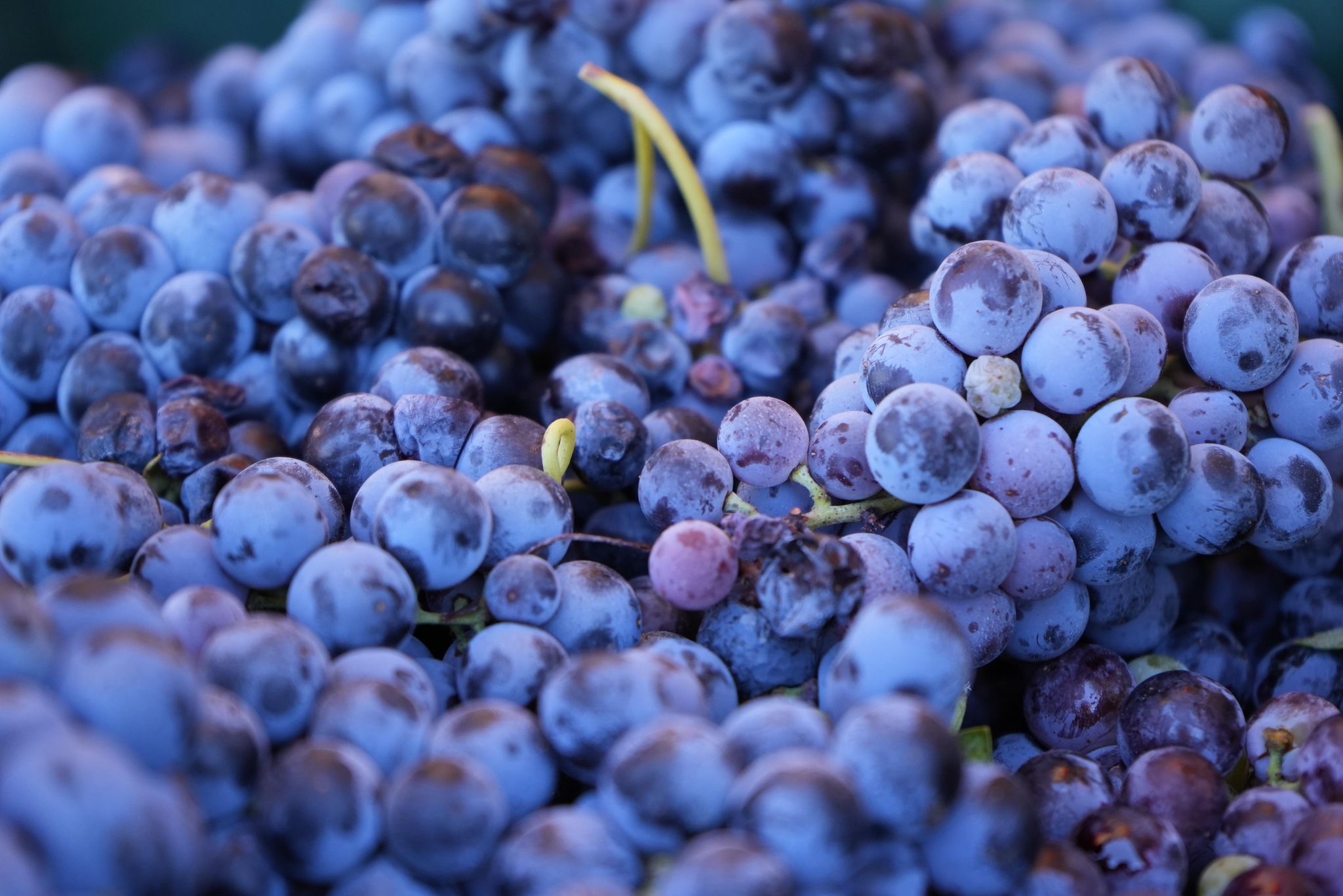 Aglianico