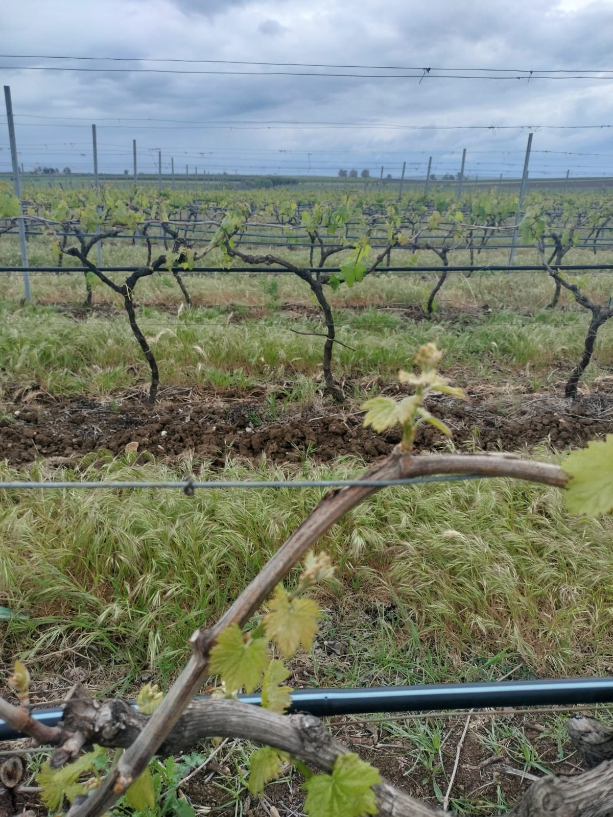Cantine Re Dauno