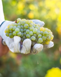 Riparte la primavera di Caiarossa con la presentazione delle nuove annate