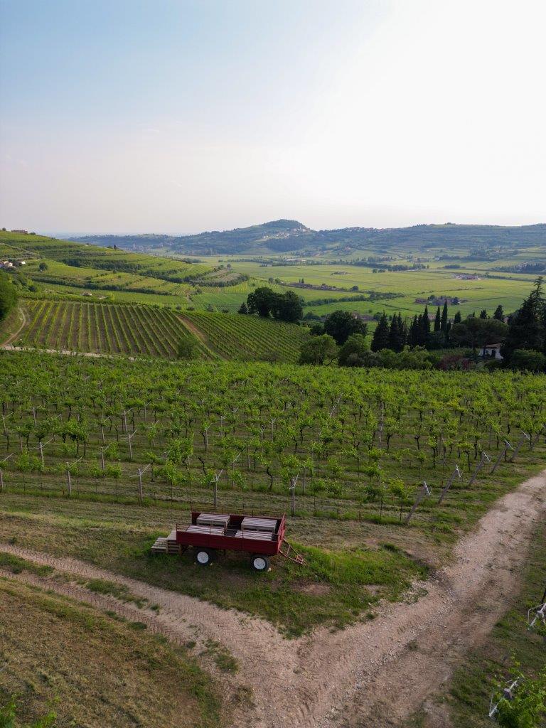 Massimago. Camilla, la rivoluzione gentile della Valpolicella