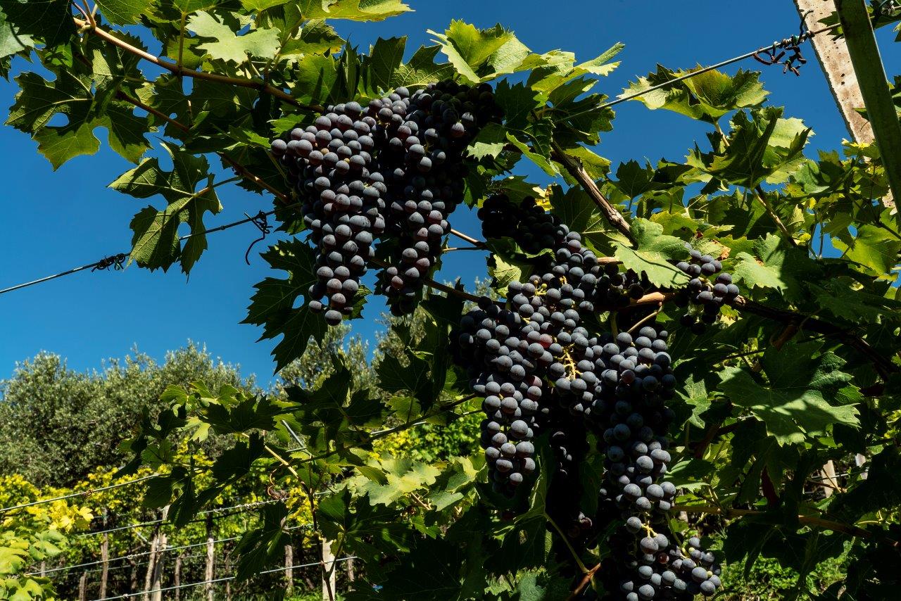 Massimago. Camilla, la rivoluzione gentile della Valpolicella