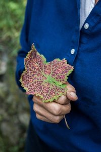 Viti dimenticate: la sfida dei produttori biodinamici Demeter per recuperare le radici del vino è anche culturale