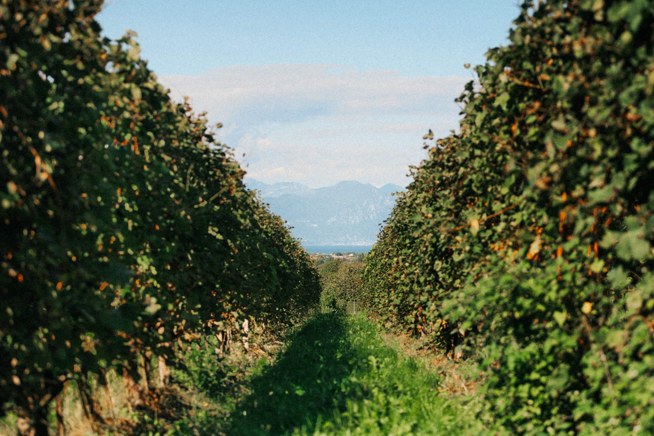 Il Consorzio Lugana DOC Wine Partner di Fondazione Officine Saffi per l’inaugurazione della mostra di Ann Beate Tempelhaug