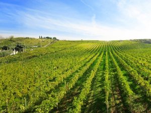I Vini del Grande Vulcano