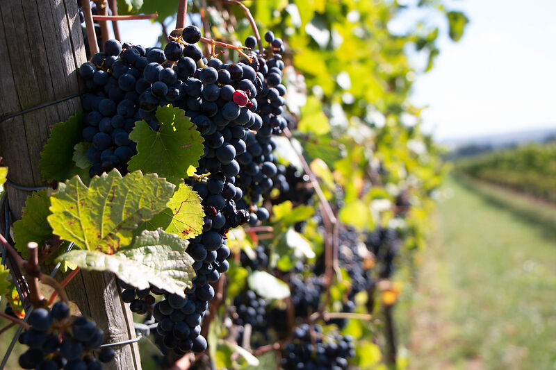Viti dimenticate: la sfida dei produttori biodinamici Demeter per recuperare le radici del vino è anche culturale