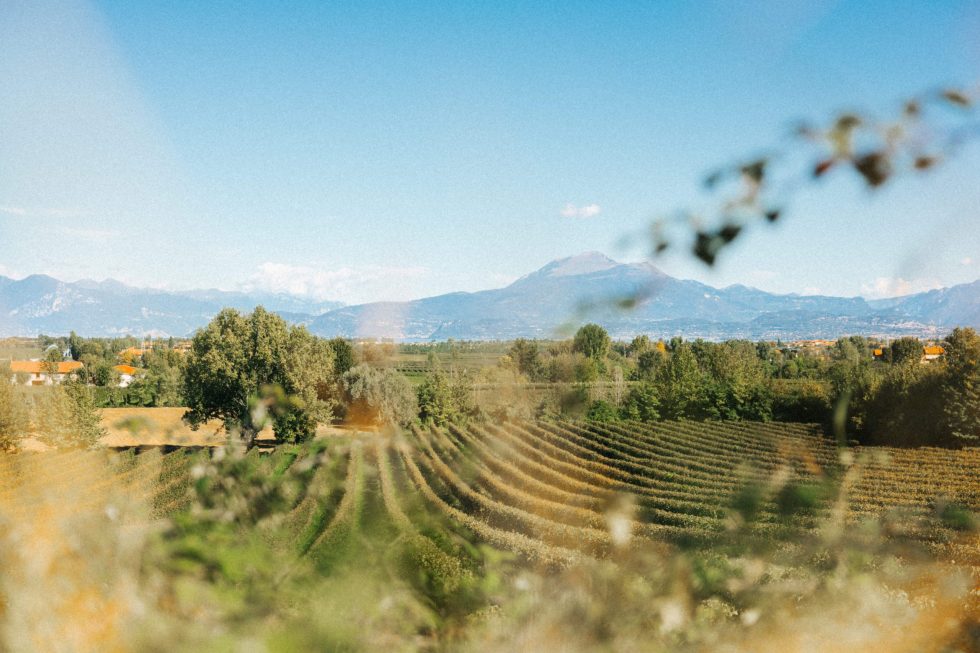 Il Consorzio Lugana DOC Wine Partner di Fondazione Officine Saffi per l’inaugurazione della mostra di Ann Beate Tempelhaug