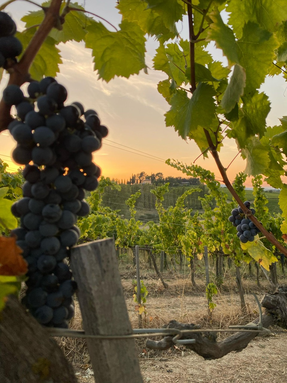 Arnaldo Caprai. Il re del sagrantino