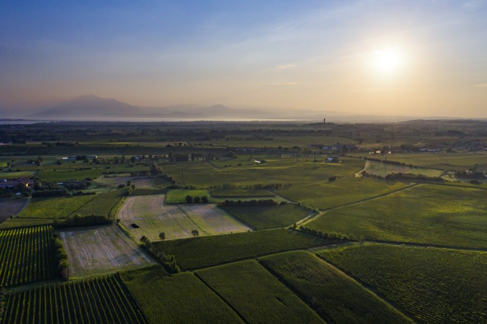 Lugana DOC protagonista a Prowein: il Consorzio porta la qualità del vino bianco icona del Lago di Garda nel mondo