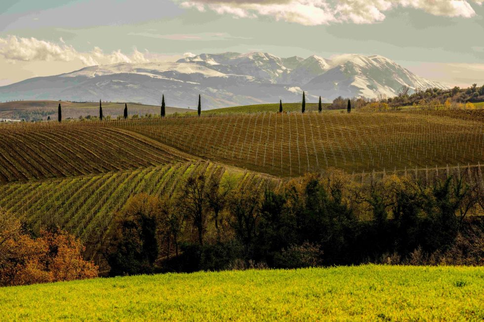 Ado Abruzzo, lo studio del Consorzio Tutela Vini d’Abruzzo sulla vocazionalità viticola dell’Abruzzo
