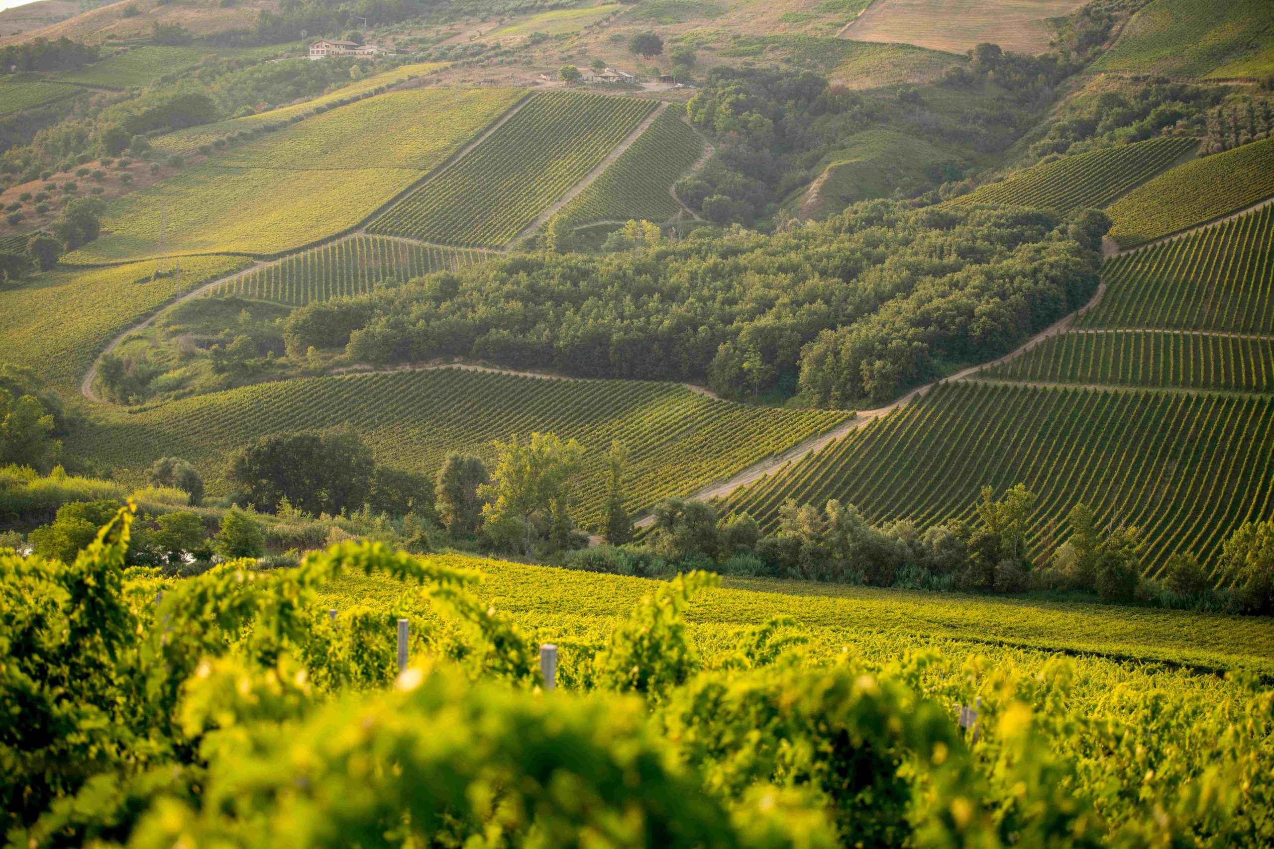 Ado Abruzzo, lo studio del Consorzio Tutela Vini d’Abruzzo sulla vocazionalità viticola dell’Abruzzo