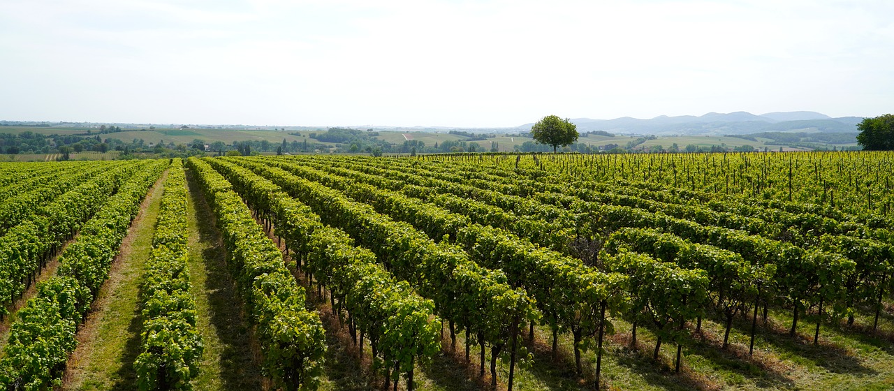Primavera in cantina con il Movimento Turismo del Vino Umbria