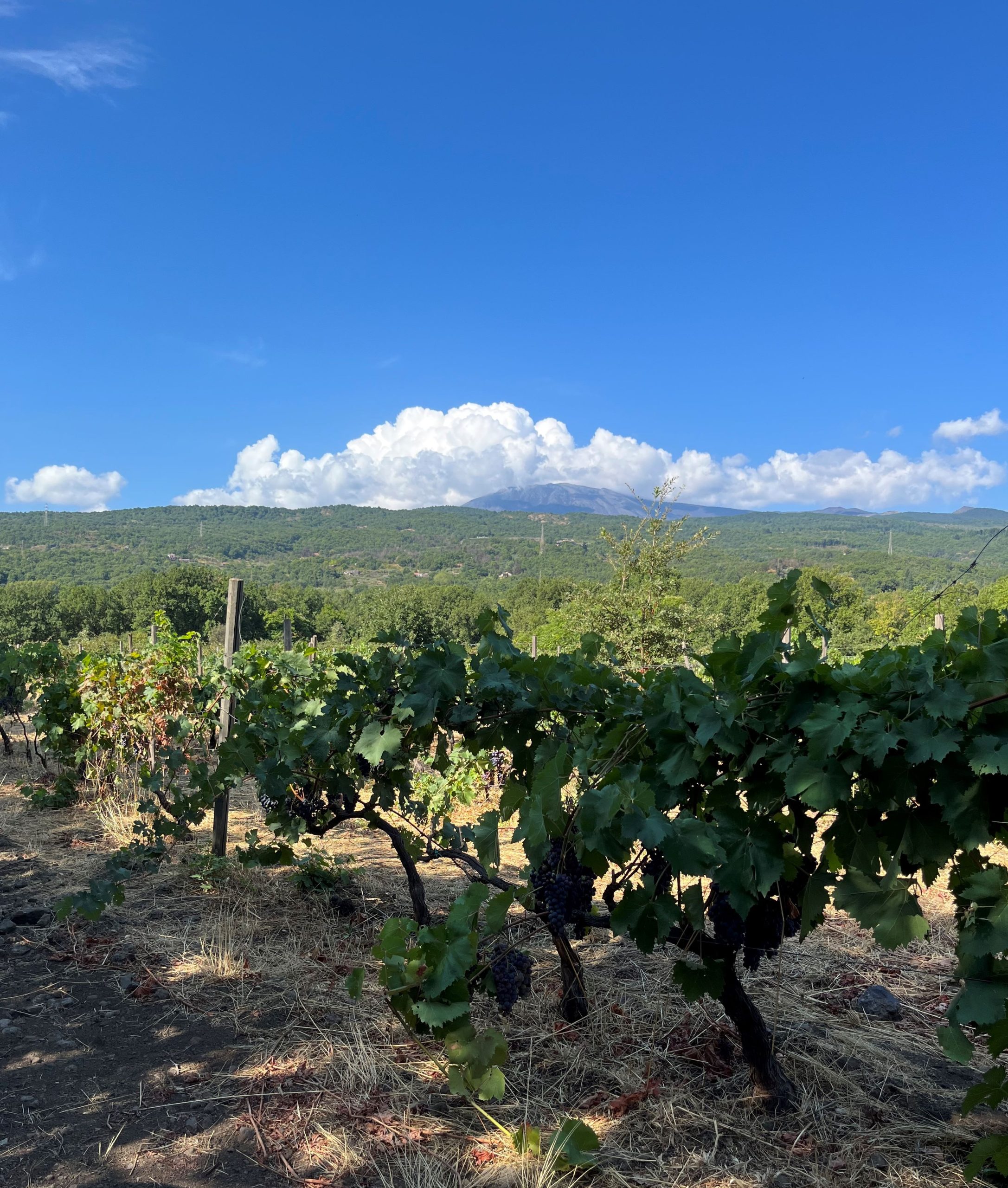 Annura. L'anima dell'Etna nel nuovo progetto di Tommasi Family Estates
