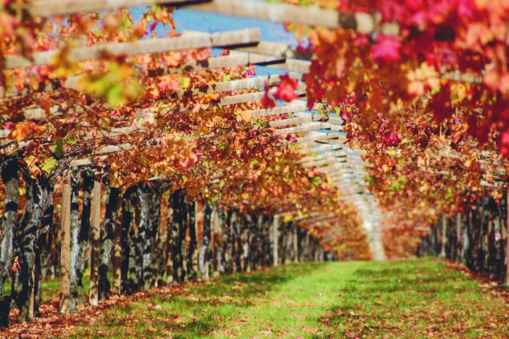San Leonardo. La Storia attraversa il vino