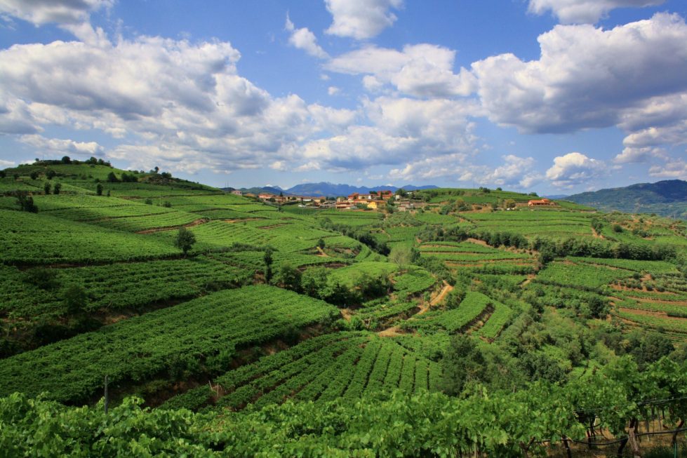 Suavia tra le 100 iconic wineries selezionate da Forbes Italia