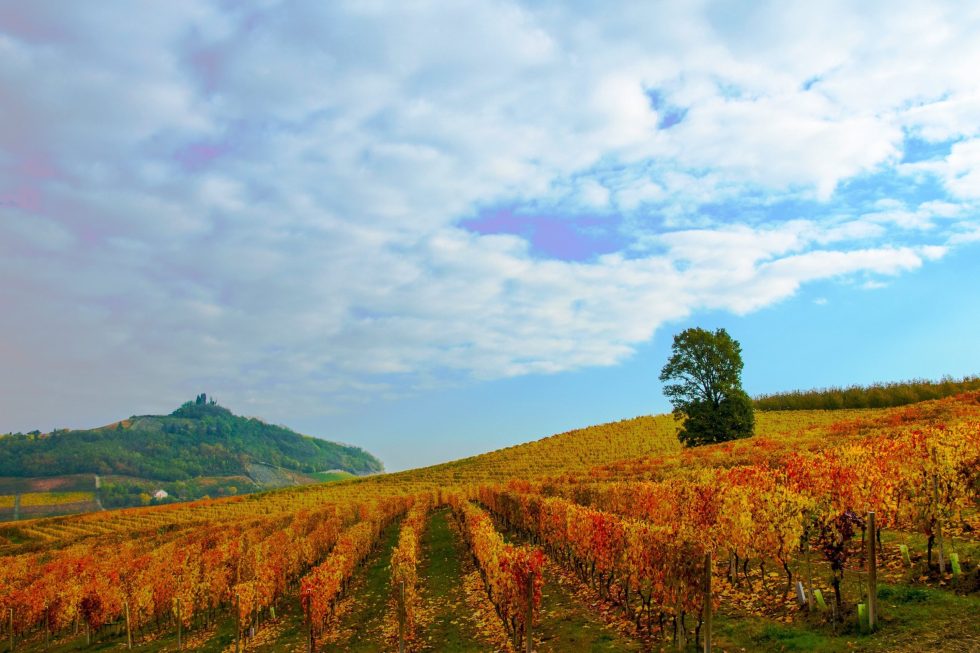 Identità, territorio e grandi vini