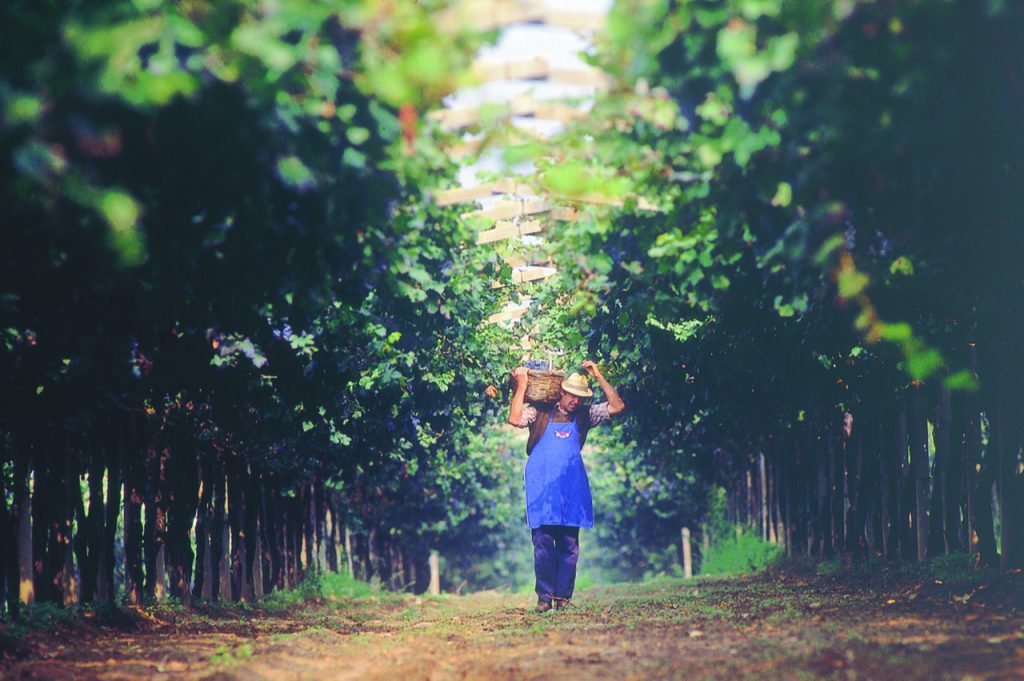 San Leonardo. La Storia attraversa il vino