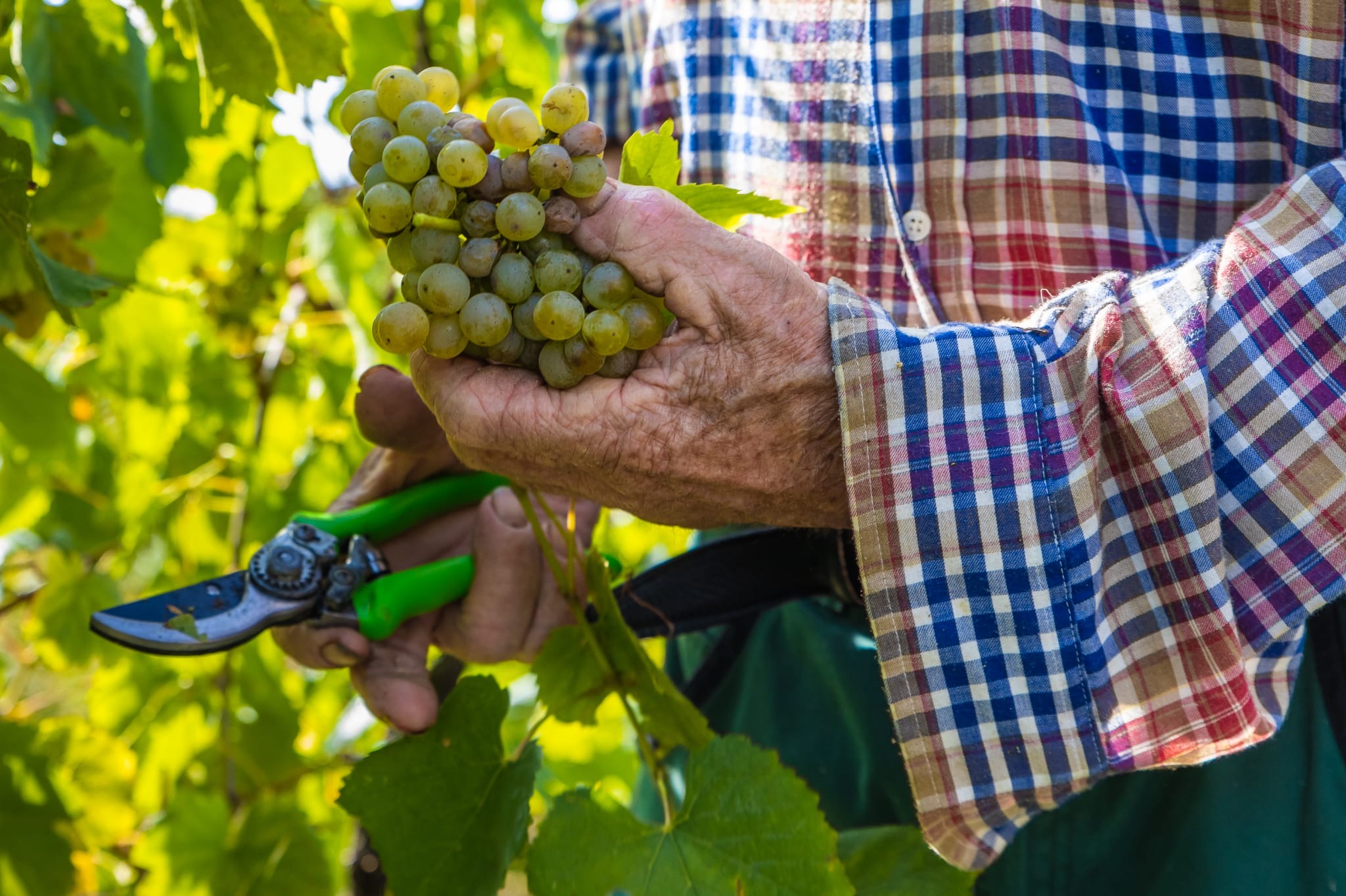 Azienda Vitivinicola Di Gaspero. Flavia e la traiettoria circolare