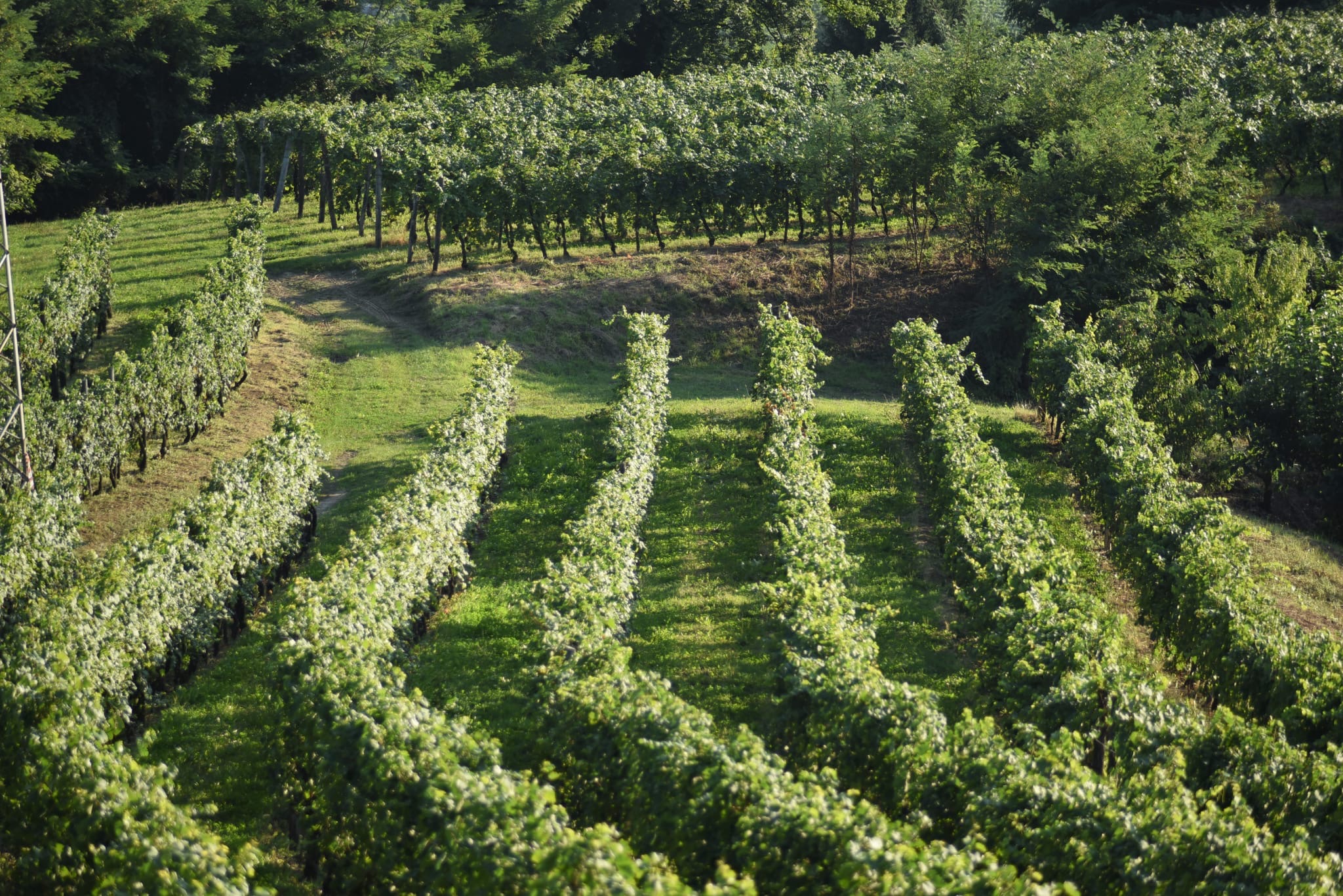 Azienda Vitivinicola Di Gaspero. Flavia e la traiettoria circolare
