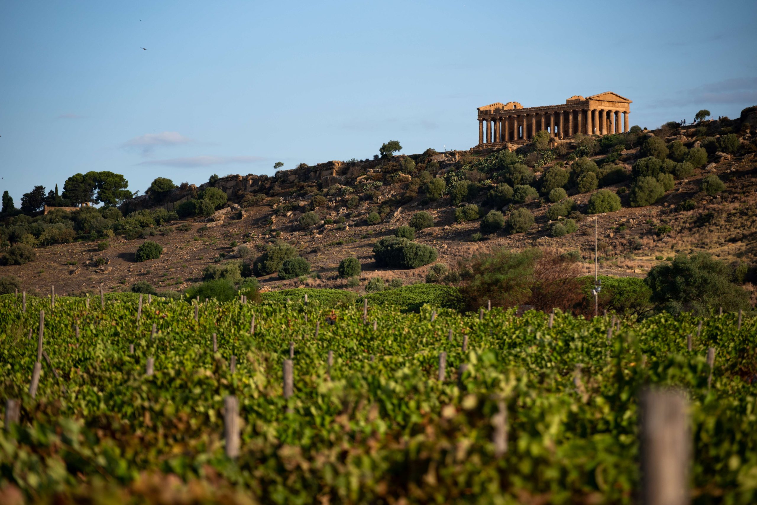 Consorzio DOC Sicilia, Assovini e Treccani Accademia insieme