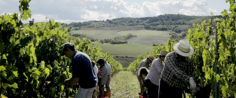 Talosa e il progetto Pieve. La forza delle vigne storiche nel futuro del vino Nobile di Montepulciano