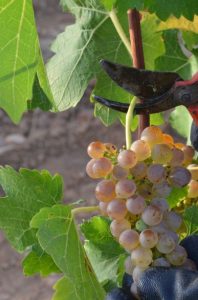 Merseguera. Simbolo di resilienza e tradizione
