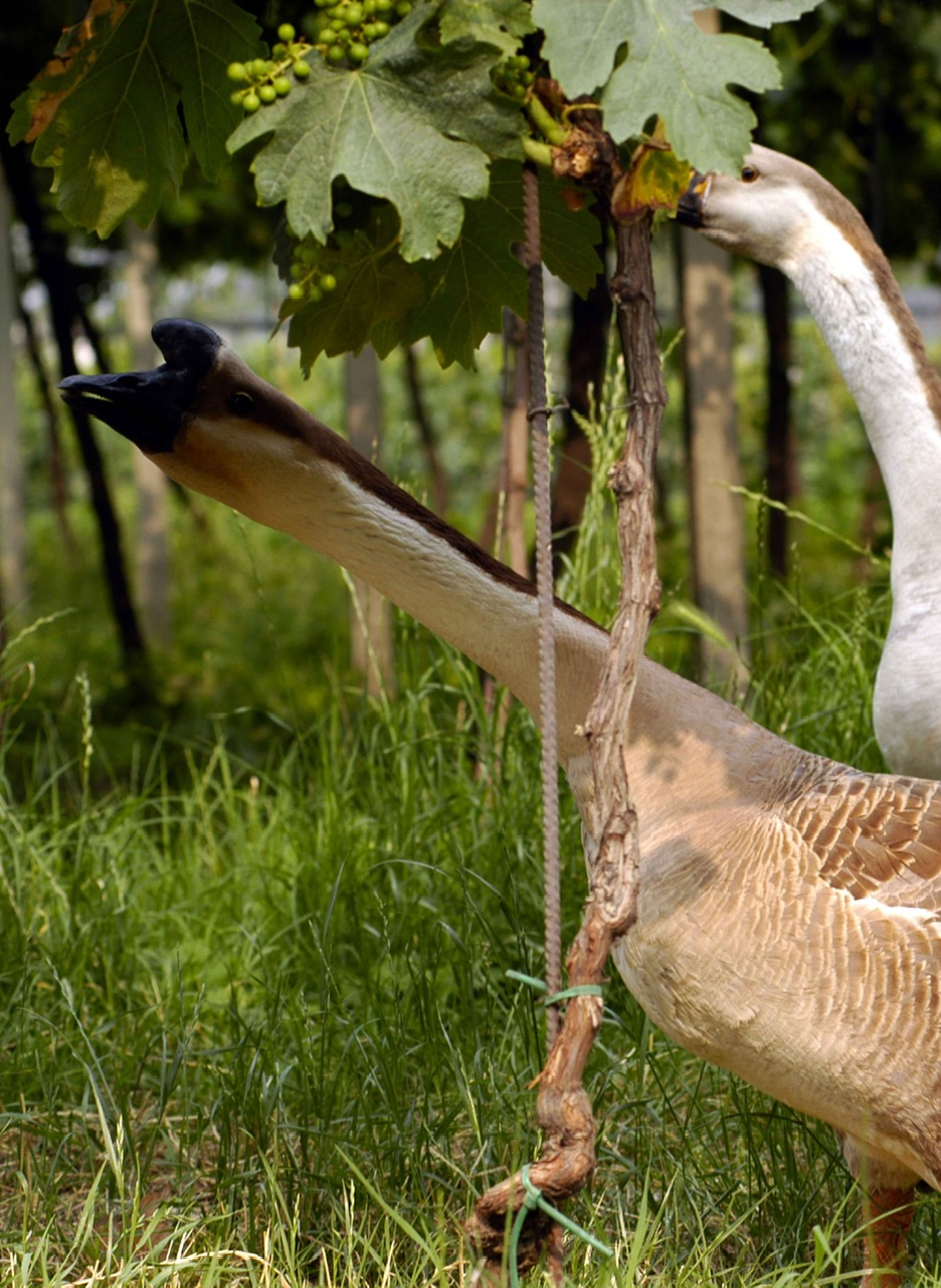 Fasoli Gino. Un secolo di vino per l'azienda veronese pioniera del biologico