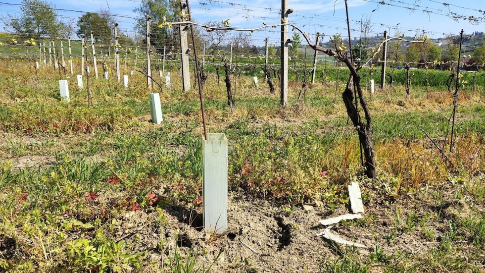 La plastica in vigneto e in cantina