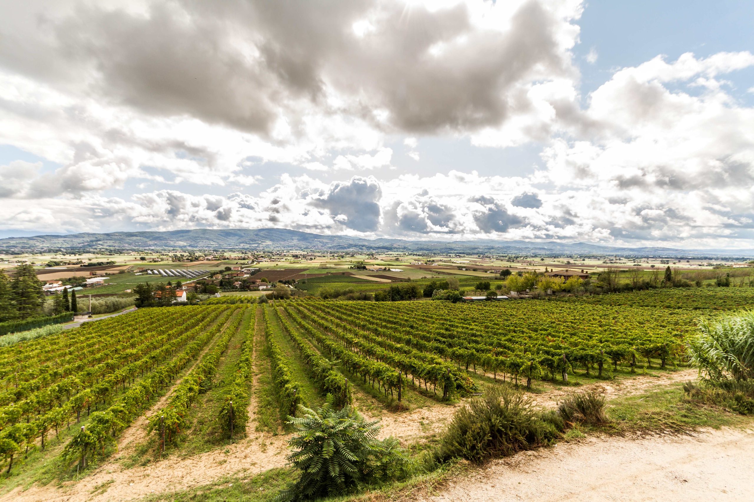 L'Umbria affonda le sue Radici al Vinitaly 2025