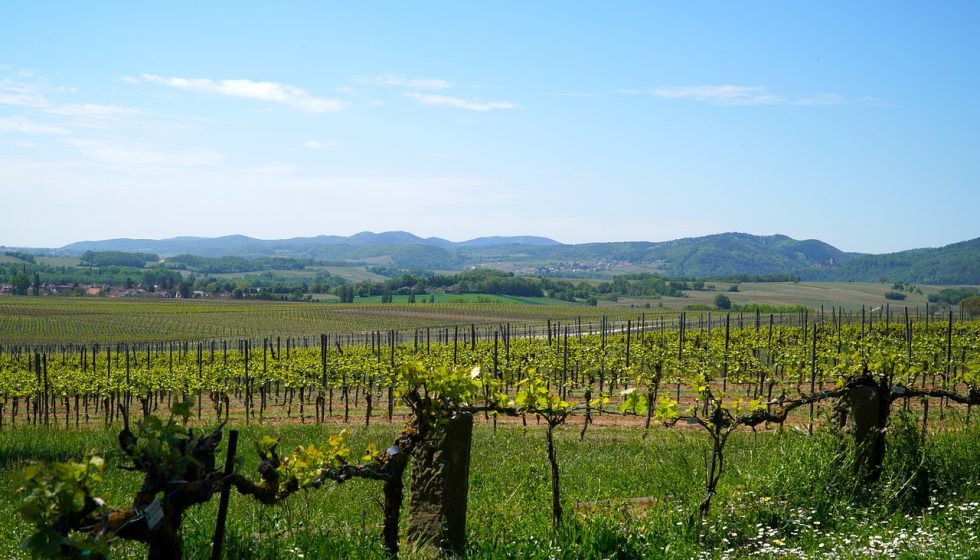 Pasqua e Pasquetta con il Movimento Turismo del Vino dell'Umbria