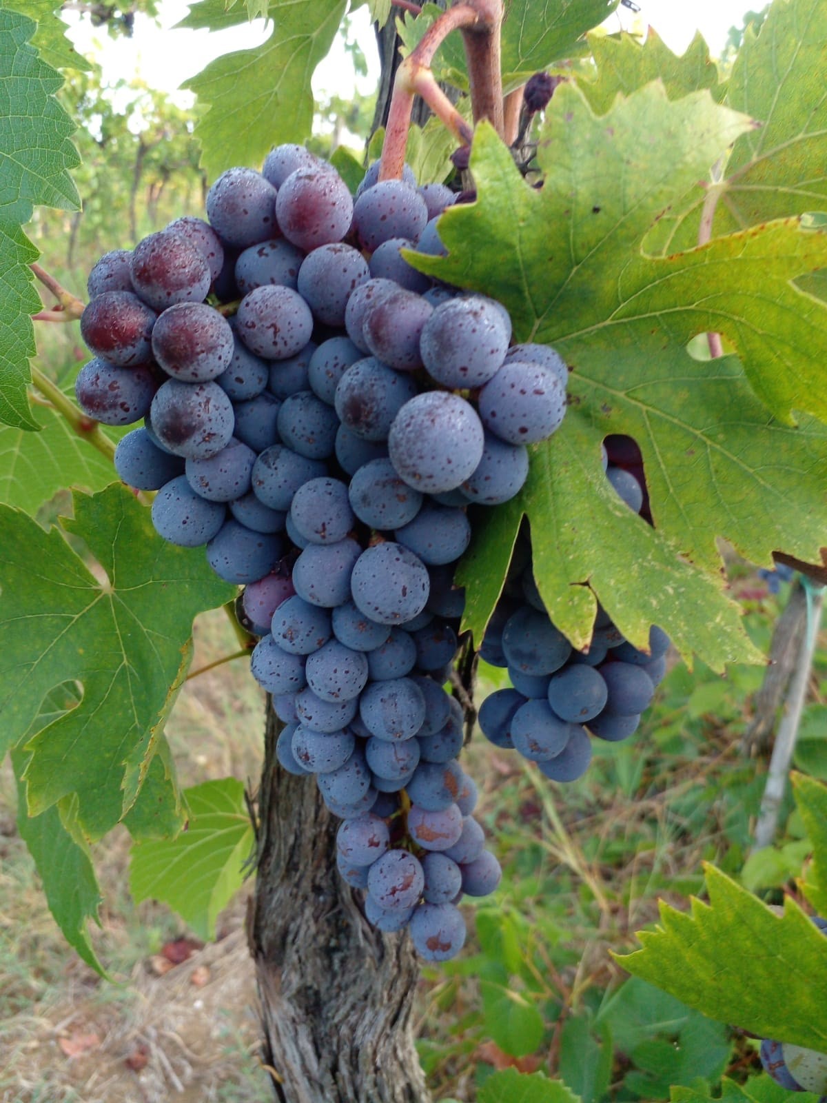 Clantenova. L’anima multiculturale del Chianti che parla attraverso il vino