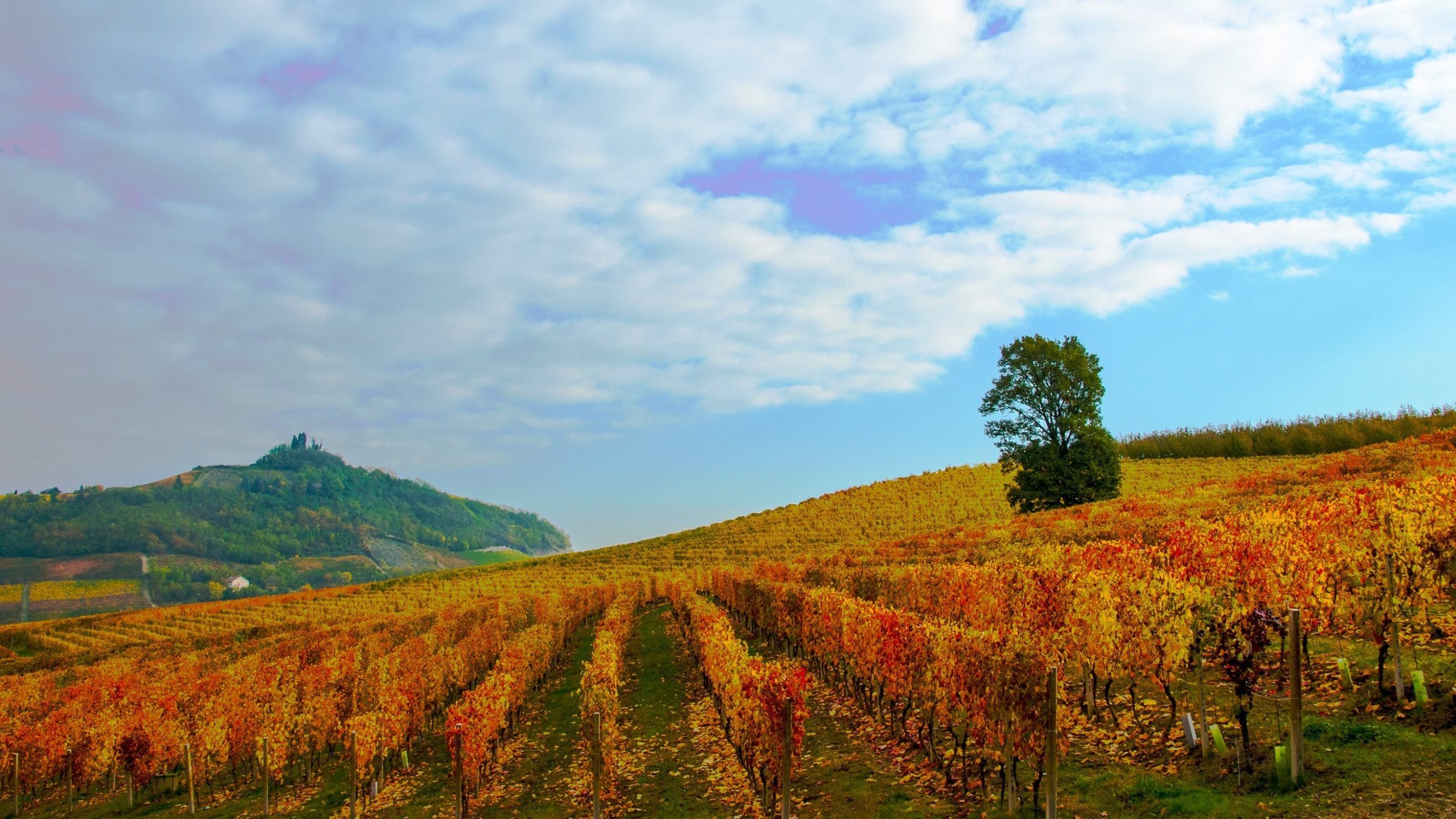 Il Consorzio Barbera d'Asti e i vini del Monferrato chiude con successo il Vinitaly 2025