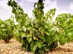 Merseguera. Simbolo di resilienza e tradizione