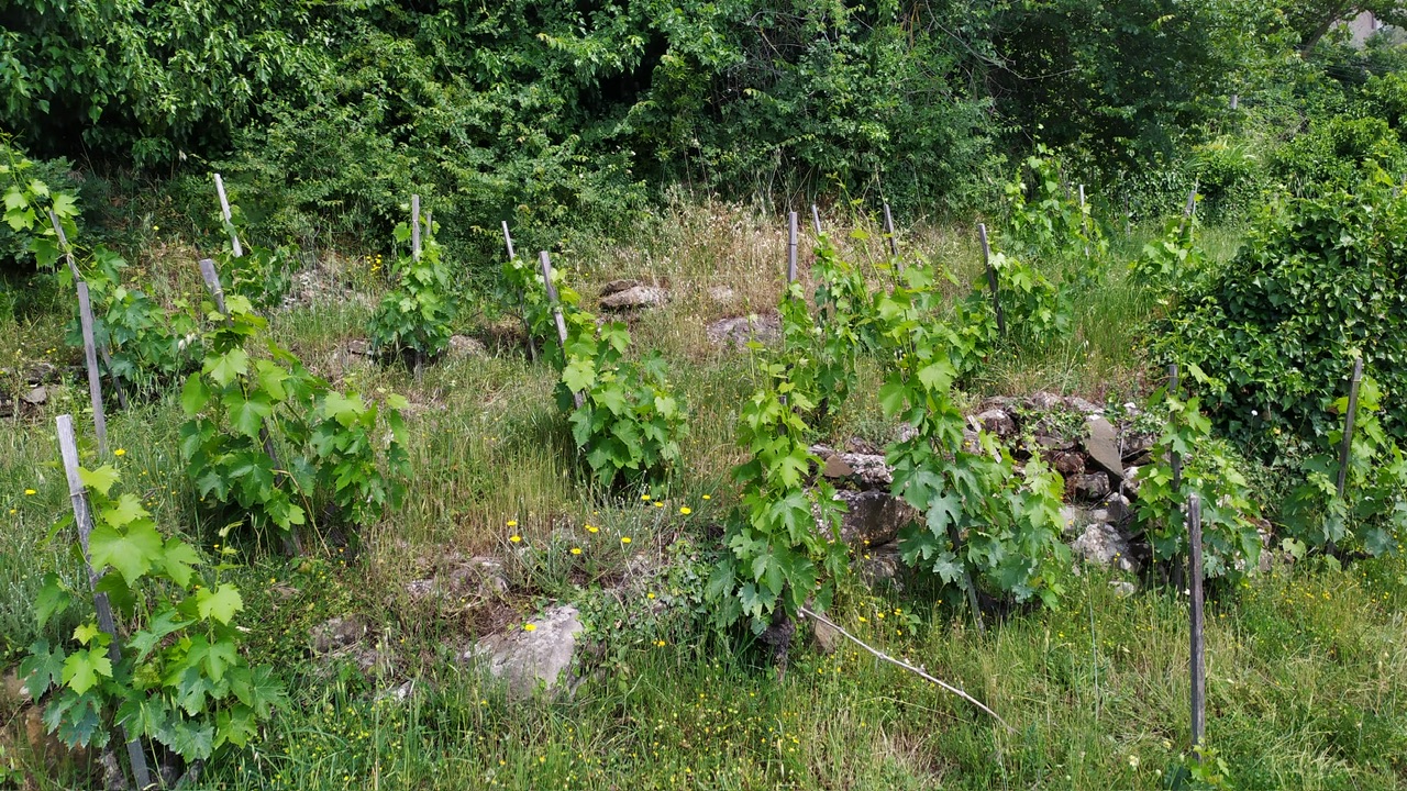 L'Aietta. Francesco Mulinari: il vino, la terra, l’anima