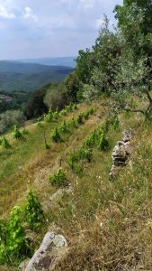 L'Aietta. Francesco Mulinari: il vino, la terra, l’anima