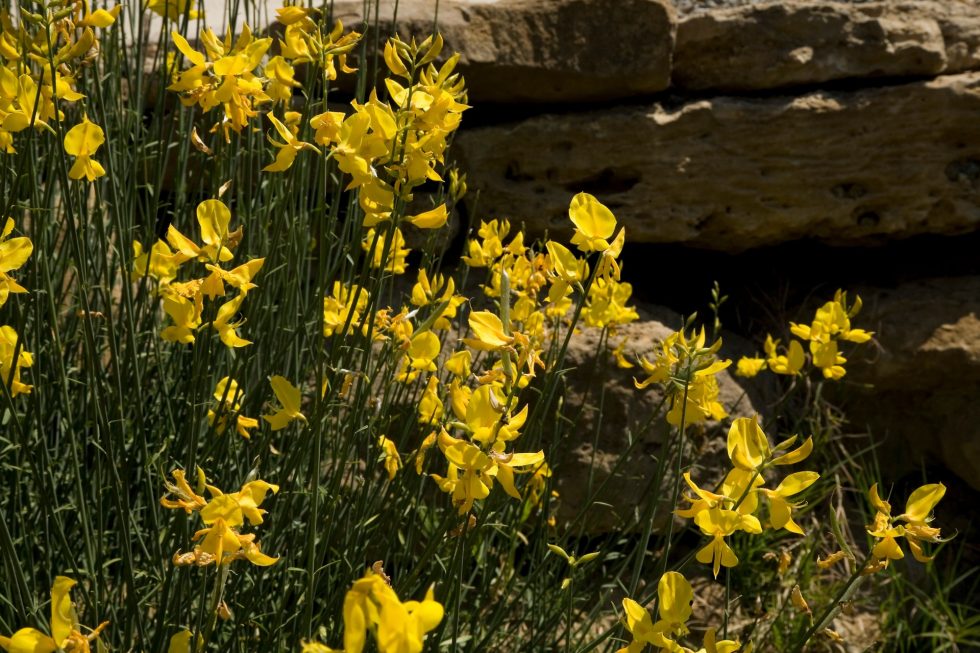 Caiarossa in natura