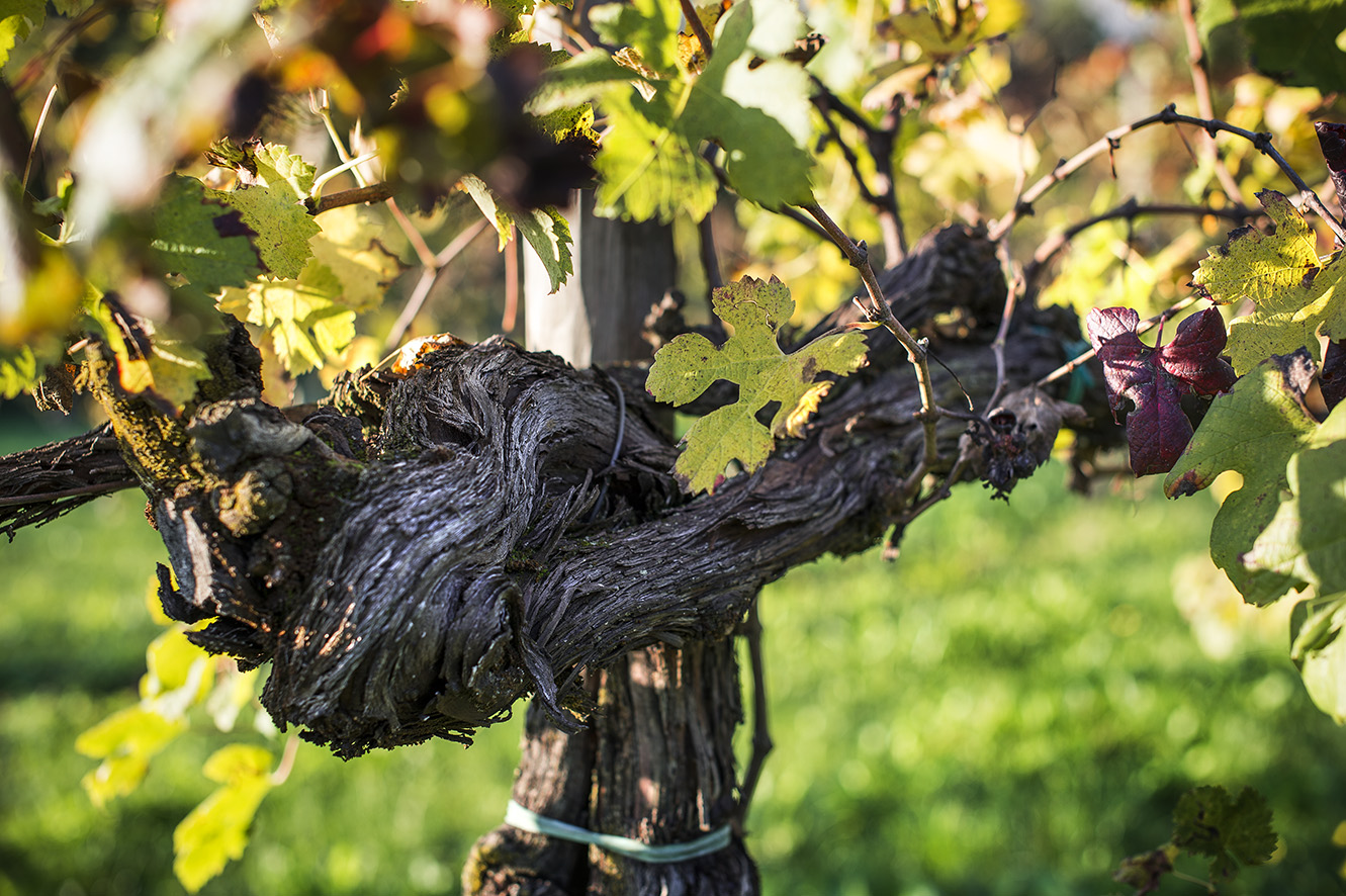 Cantine Aperte a Vistorta