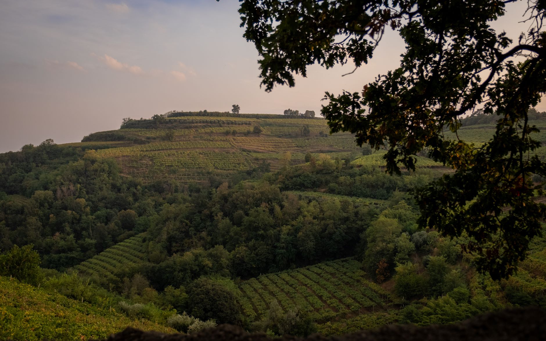 Vino, territorio e accoglienza: Suavia racconta il soave classico dal calice alla collina