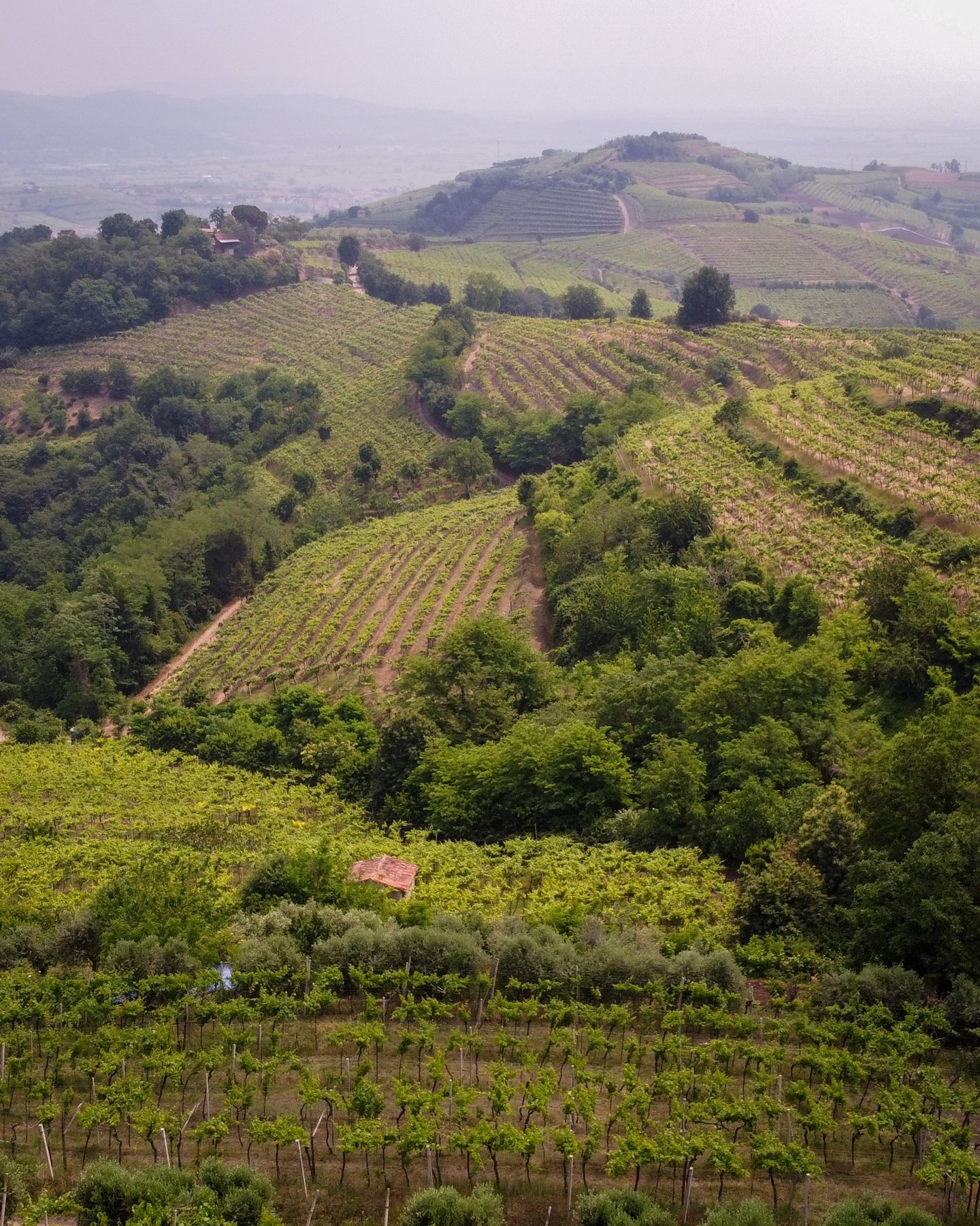 Vino, territorio e accoglienza: Suavia racconta il soave classico dal calice alla collina