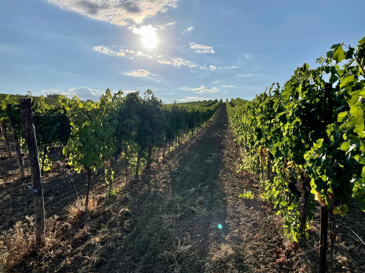 Podere Cigli. Dalla Sicilia a Massa Marittima