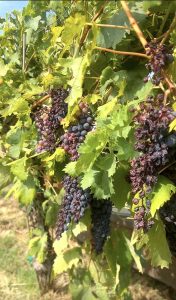 Oriasa nẹs casicẹ. Il vino racconta storie di terre e di cuore tra vigne e sorrisi