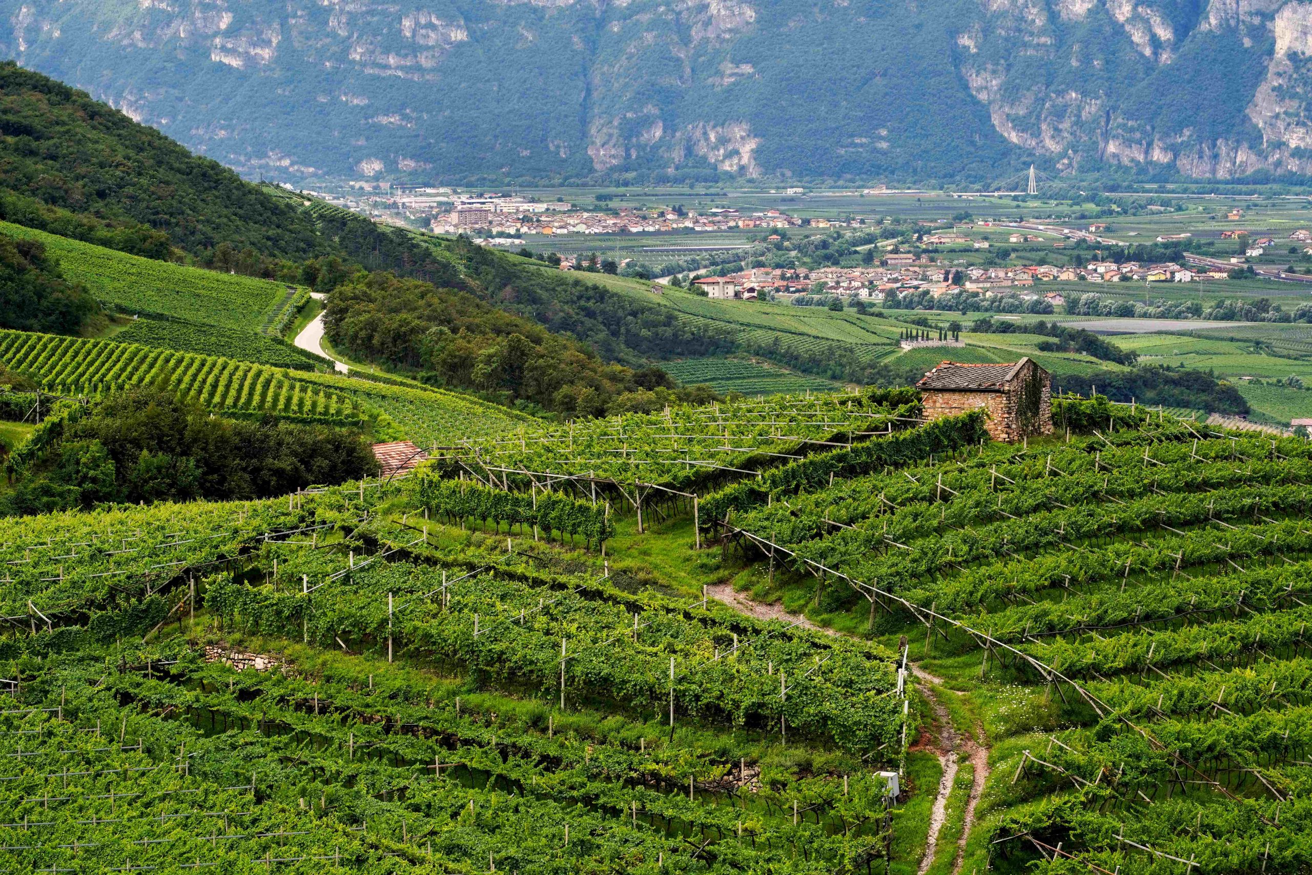 10° premio al territorio Vinarius