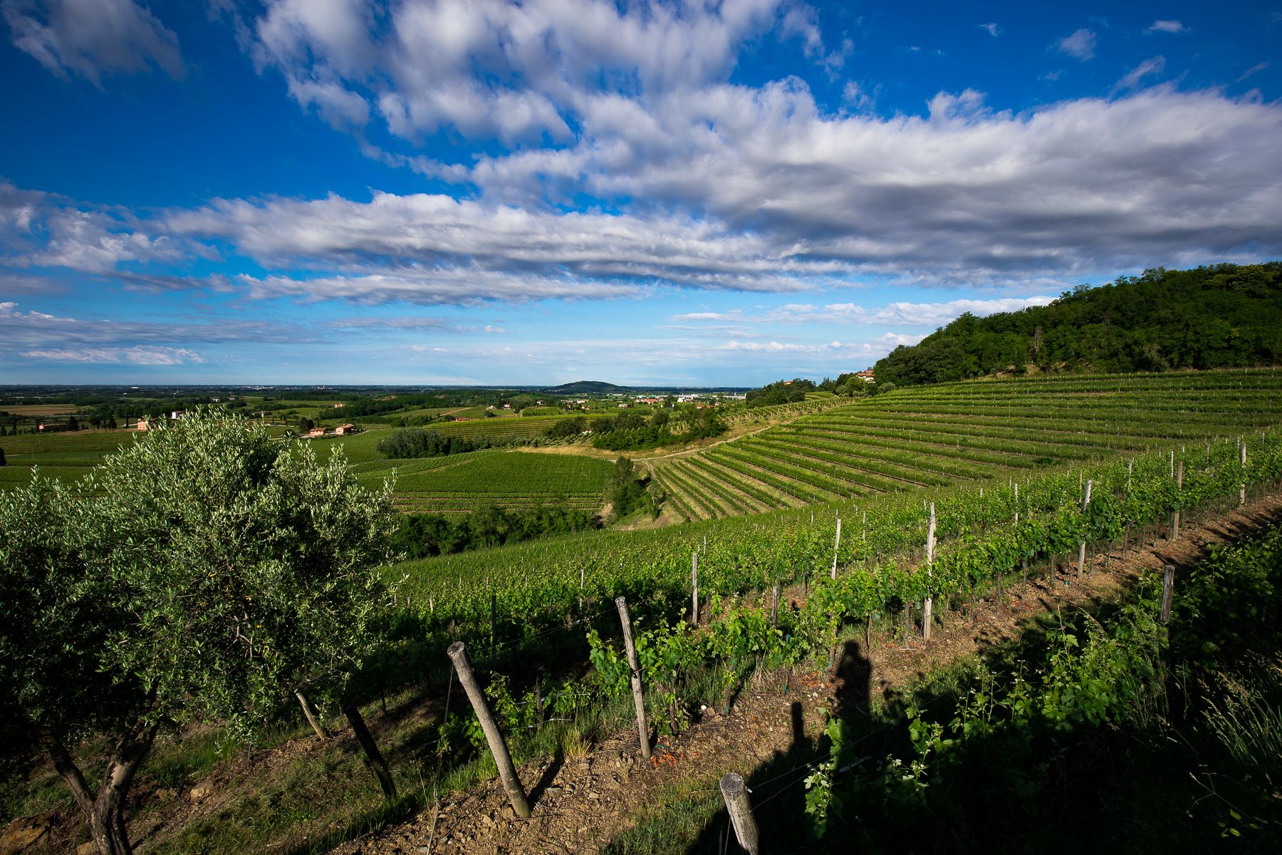 Azienda Agricola Pighin: i pionieri del vino friulano nel mondo