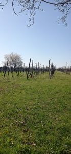 Vignai da Duline. Lorenzo Mocchiutti e Federica Magrini: il rispetto della terra