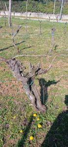 Vignai da Duline. Lorenzo Mocchiutti e Federica Magrini: il rispetto della terra